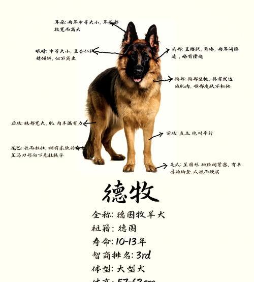成年雌性德牧的体重标准是多少？如何判断德牧是否健康？