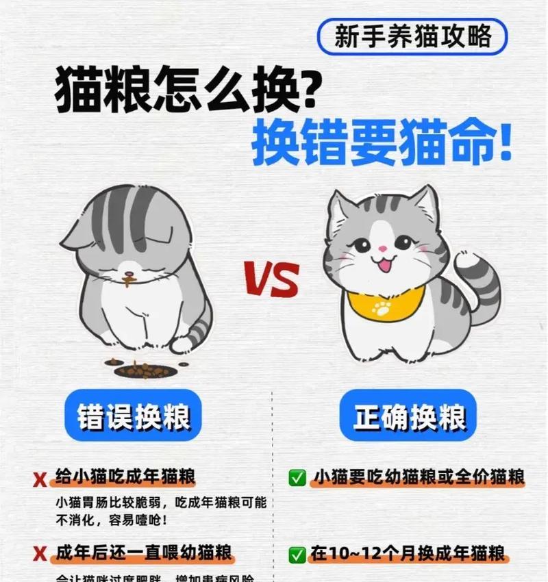 宠物猫没有猫粮怎么喂？我该如何解决这个问题？