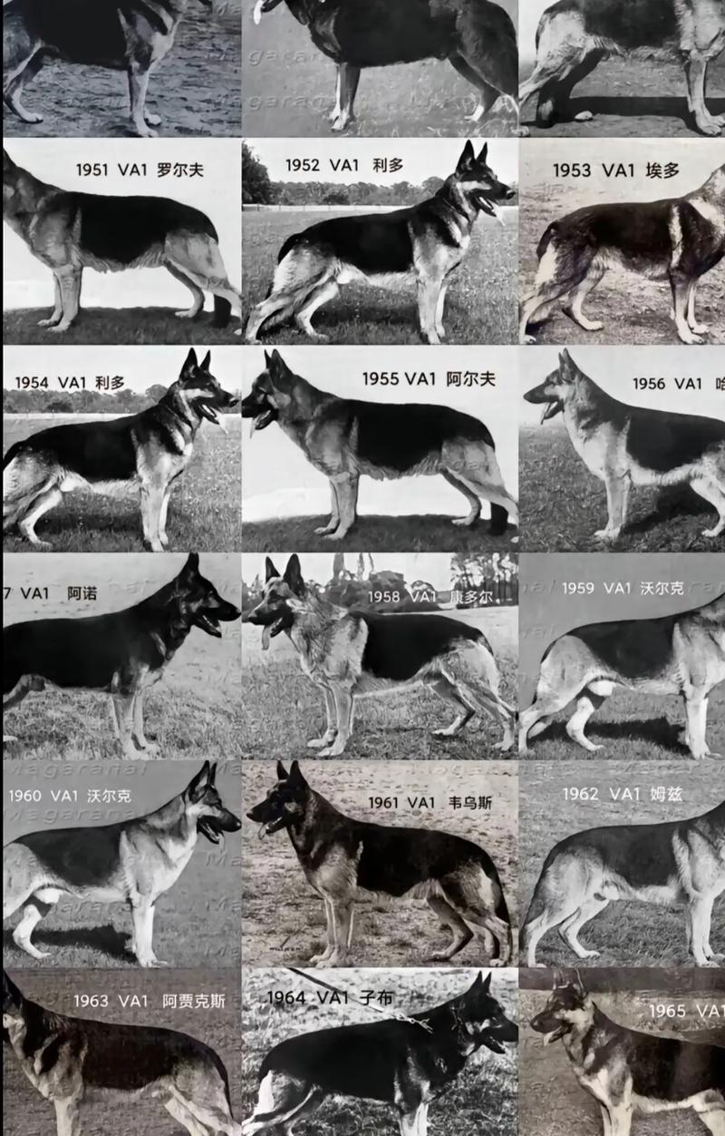 德牧多少斤可以配种？最佳体重是多少？