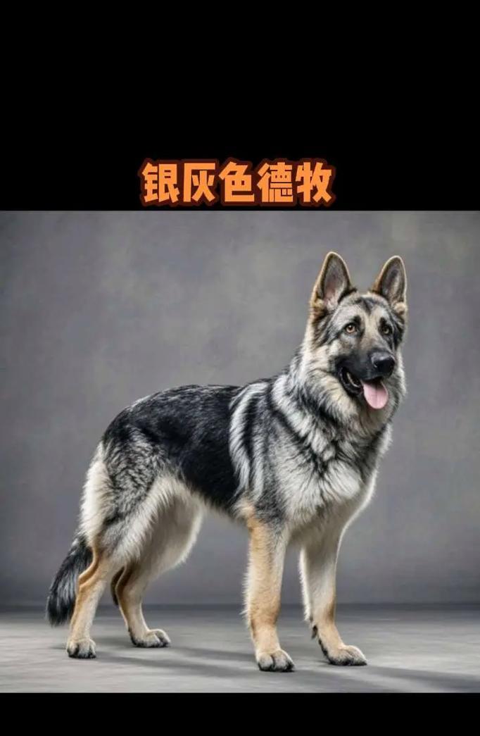 德牧多少斤可以配种？最佳体重是多少？