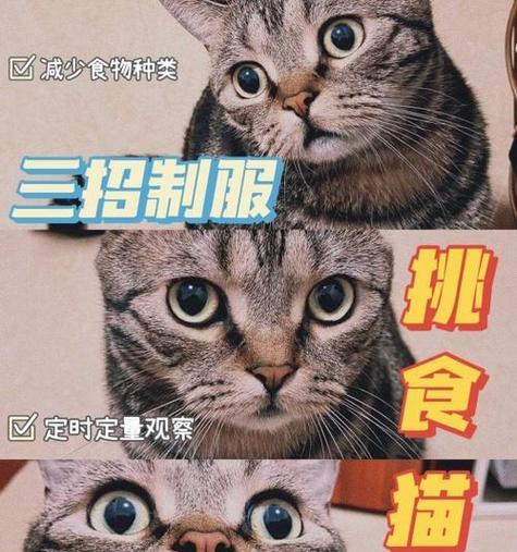 宠物猫为何偏好老鼠不吃猫粮？如何纠正？