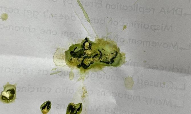 户外猫粮中出现鼻涕虫的原因是什么？