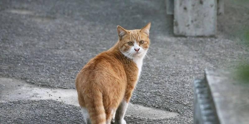户外猫粮中出现鼻涕虫的原因是什么？