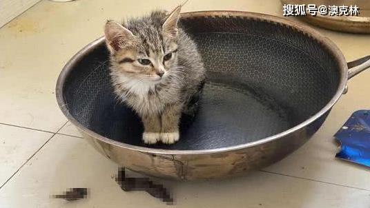 户外猫粮中出现鼻涕虫的原因是什么？
