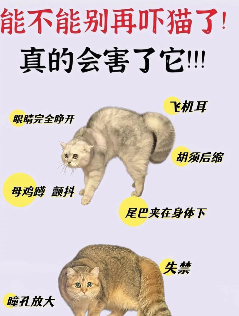 猫咪频繁踢翻猫粮的原因及解决方法是什么？