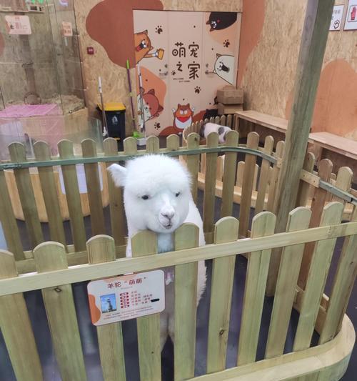如何给羊驼更换衣服的颜色？