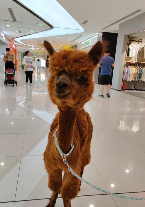 如何给羊驼更换衣服的颜色？