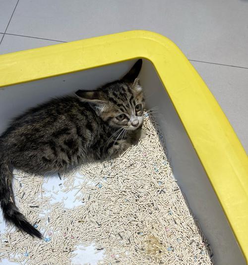 怡和尊庭流浪猫粮质量如何？适合哪些猫咪？