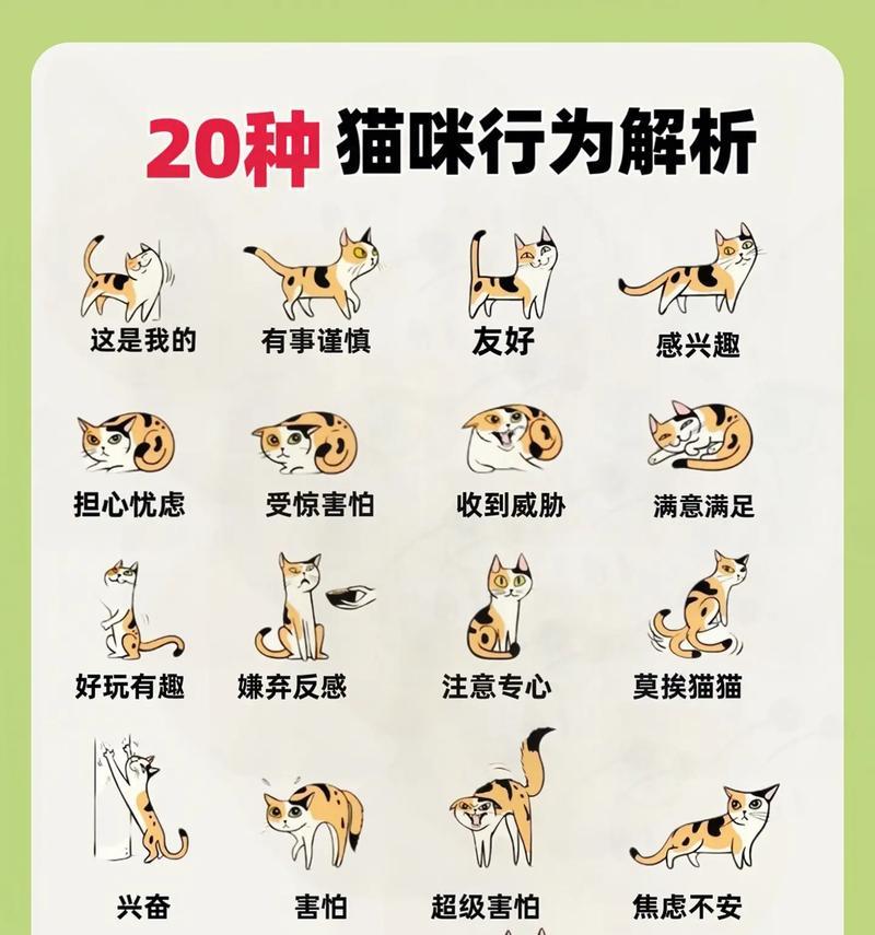 猫吃猫粮嚎叫怎么回事？嚎叫行为背后的原因是什么？
