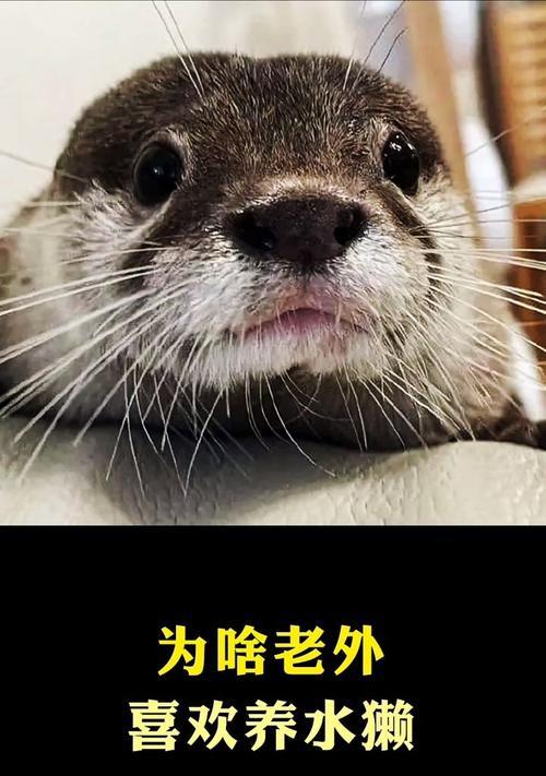 水獭吃猫粮会致命吗？原因是什么？
