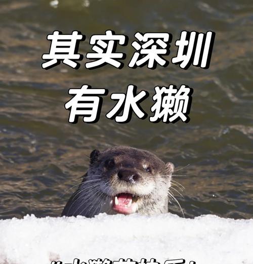 水獭吃猫粮会致命吗？原因是什么？