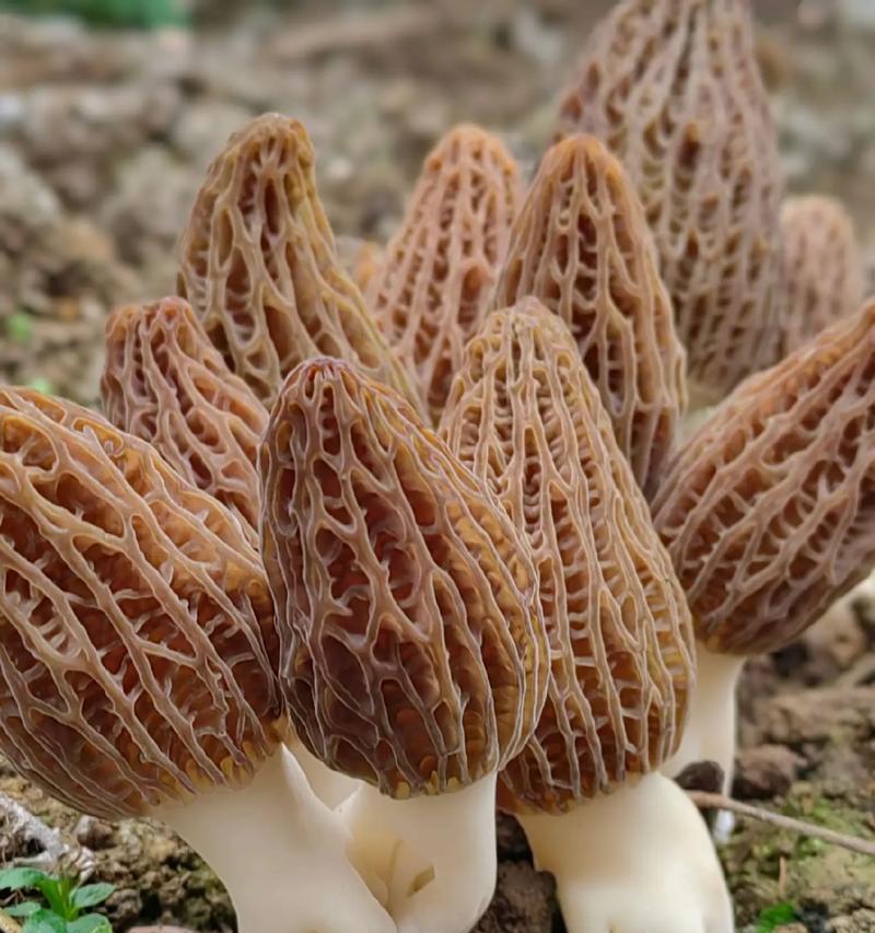 羊驼菌的外观特征是什么？