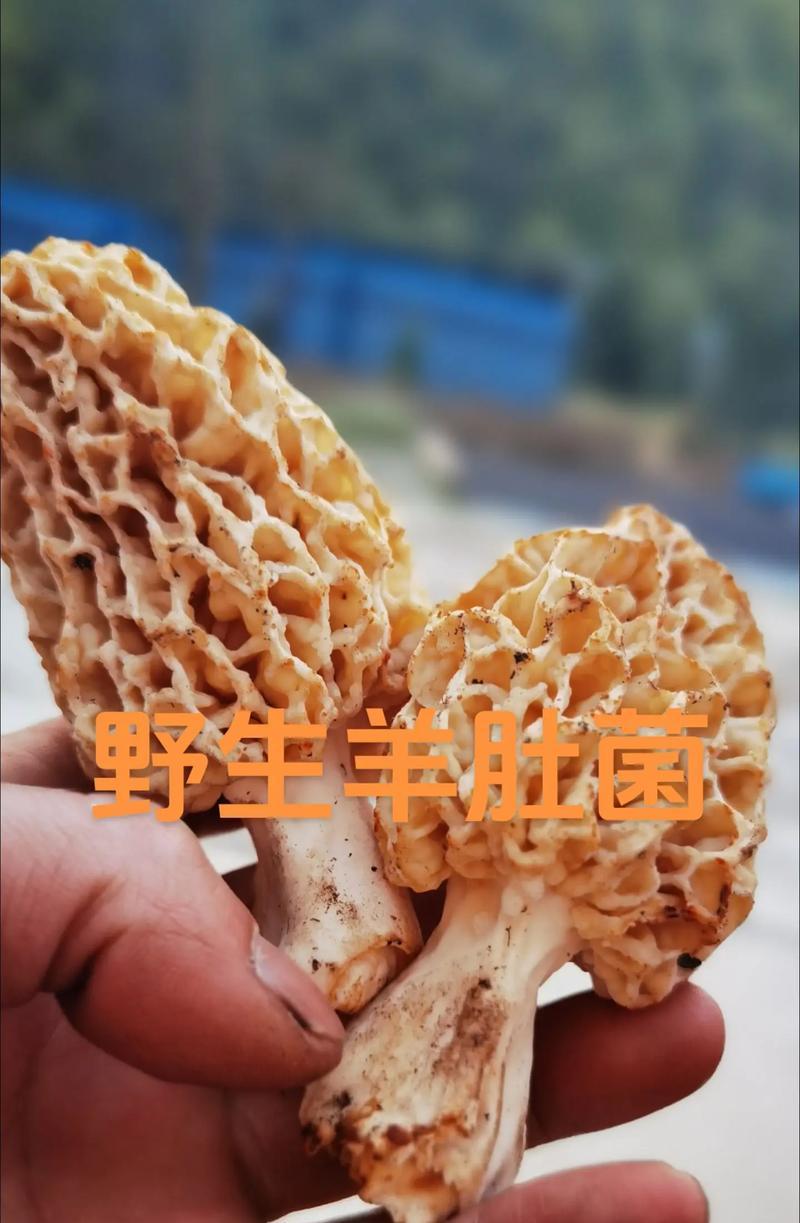 羊驼菌的外观特征是什么？