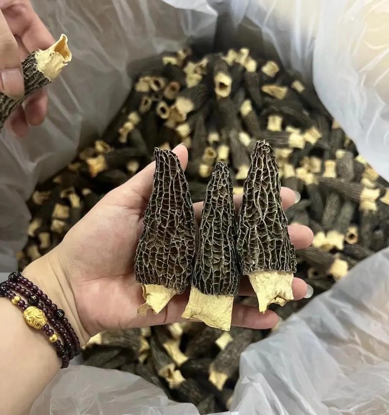 羊驼菌的外观特征是什么？