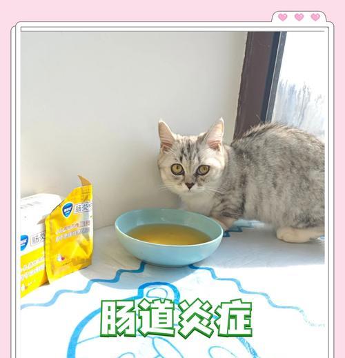 幼猫吃受潮猫粮导致拉稀如何处理？预防措施有哪些？