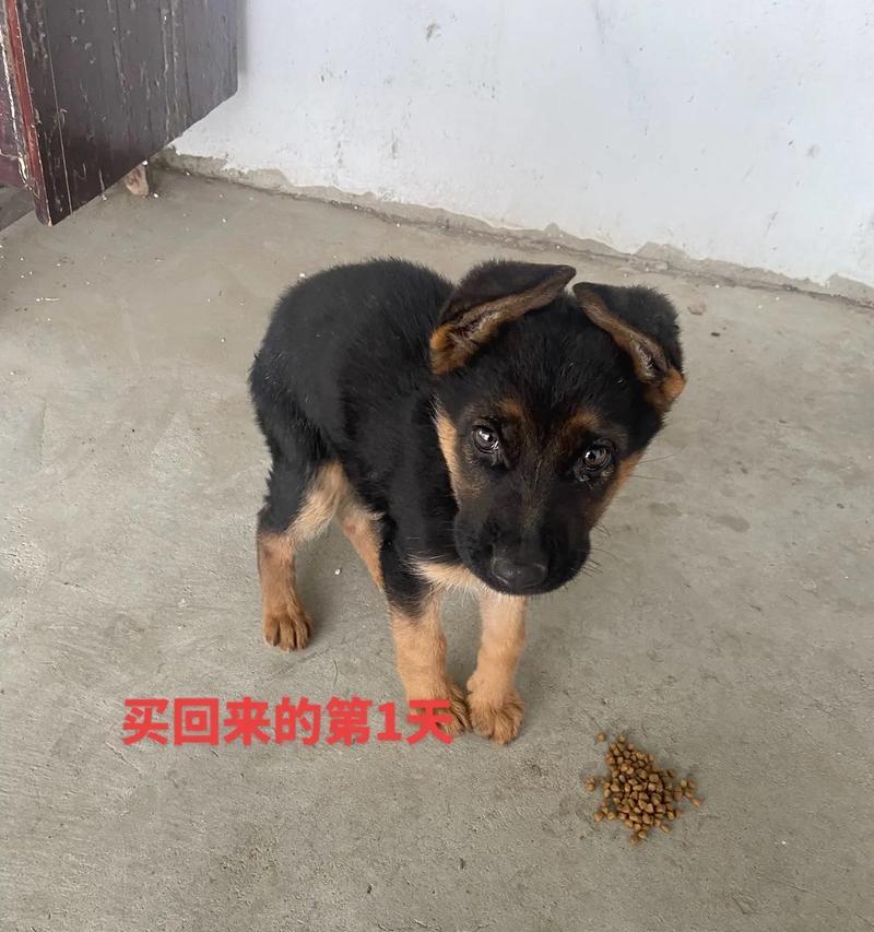 两个月大的德牧价格是多少？