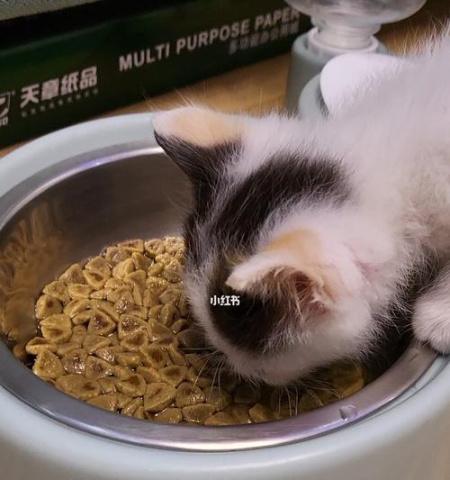 用什么奶给猫泡猫粮？猫咪吃泡过的猫粮好吗？