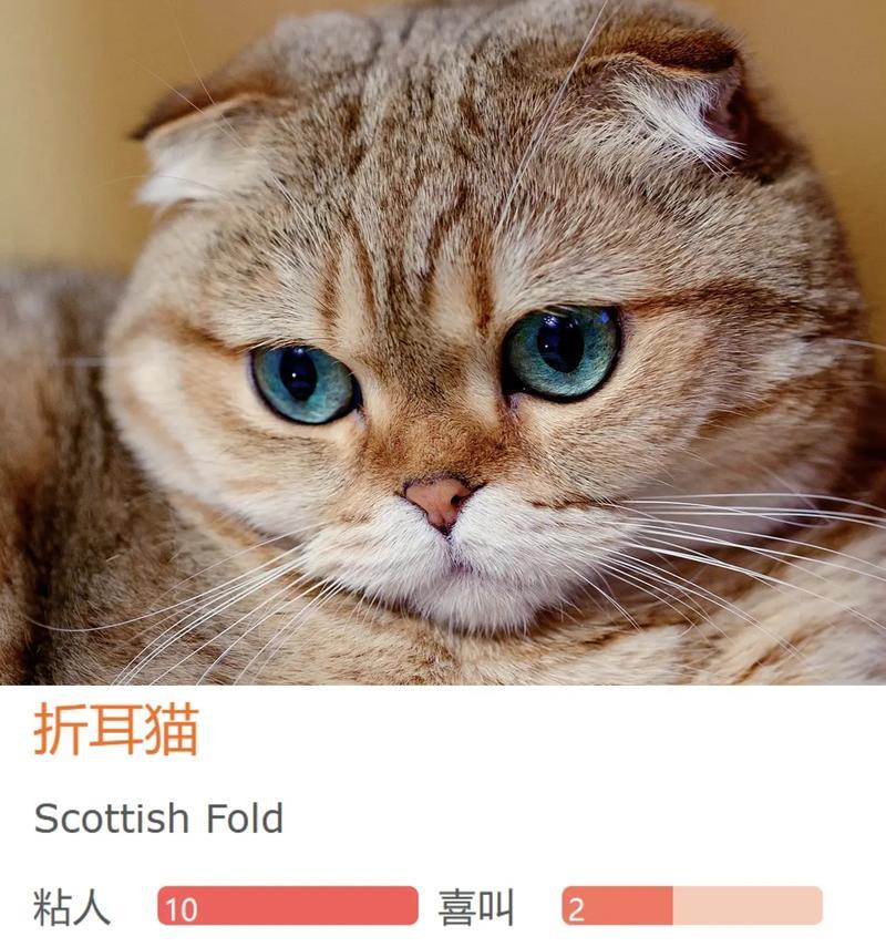 折耳猫为何食量大？如何合理喂食？
