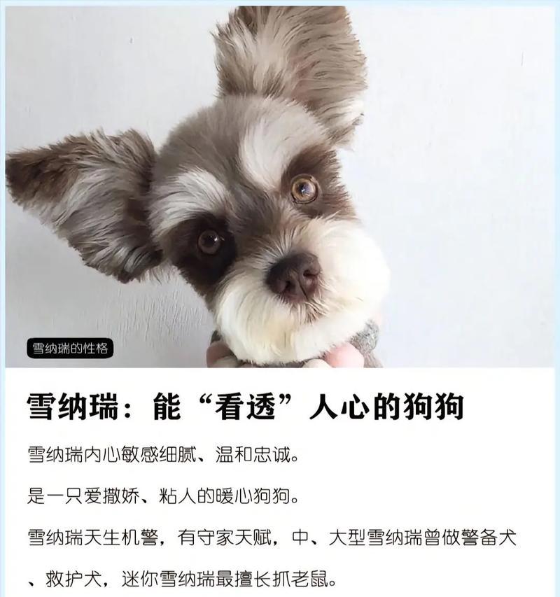 石家庄收购雪纳瑞的价格是多少？