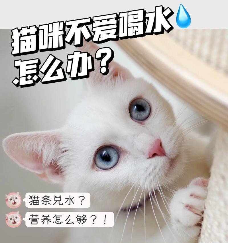 猫咪只喝水不吃猫粮是什么原因？如何解决？