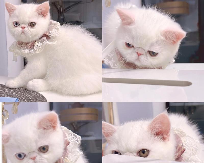 加菲吃什么猫粮