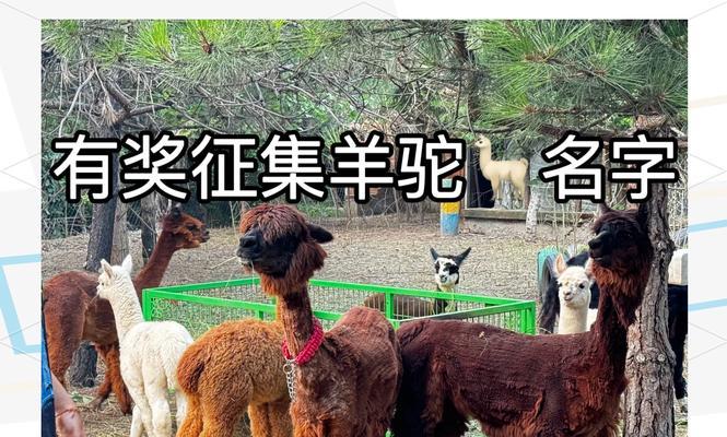 遛羊驼的姥姥名字是什么？