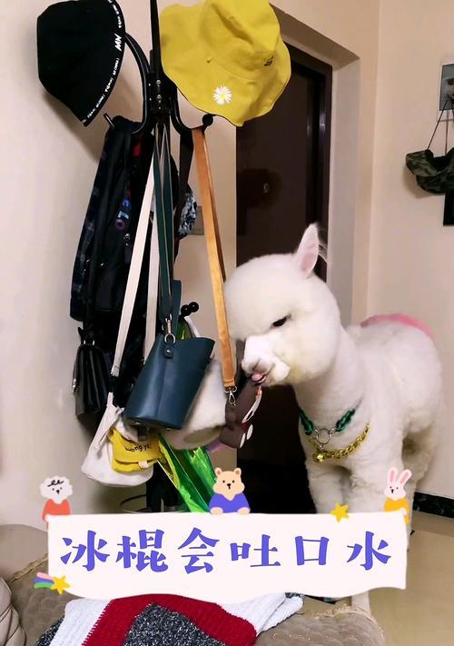羊驼冰棍是什么小朋友的玩具？