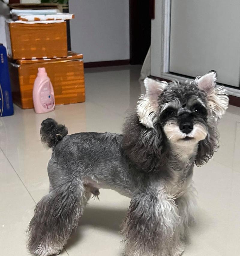 雪纳瑞生小狗后嘴毛为何变白？雪纳瑞小狗嘴毛变白需要多久？