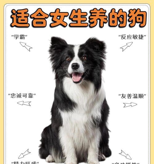 边牧猫粮稀少的原因是什么？价格为何居高不下？