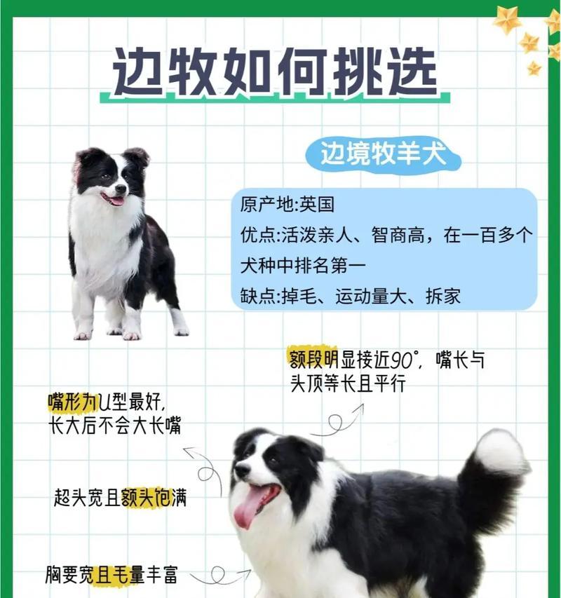 边牧猫粮稀少的原因是什么？价格为何居高不下？