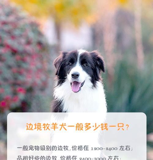 边牧猫粮稀少的原因是什么？价格为何居高不下？
