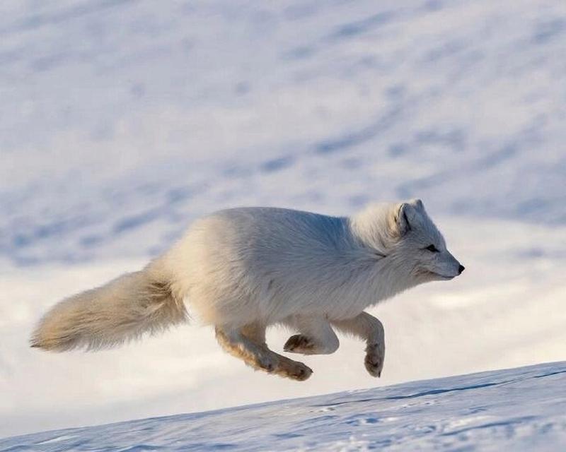 北极狐更换猫粮的原因是什么？如何选择适合北极狐的猫粮？