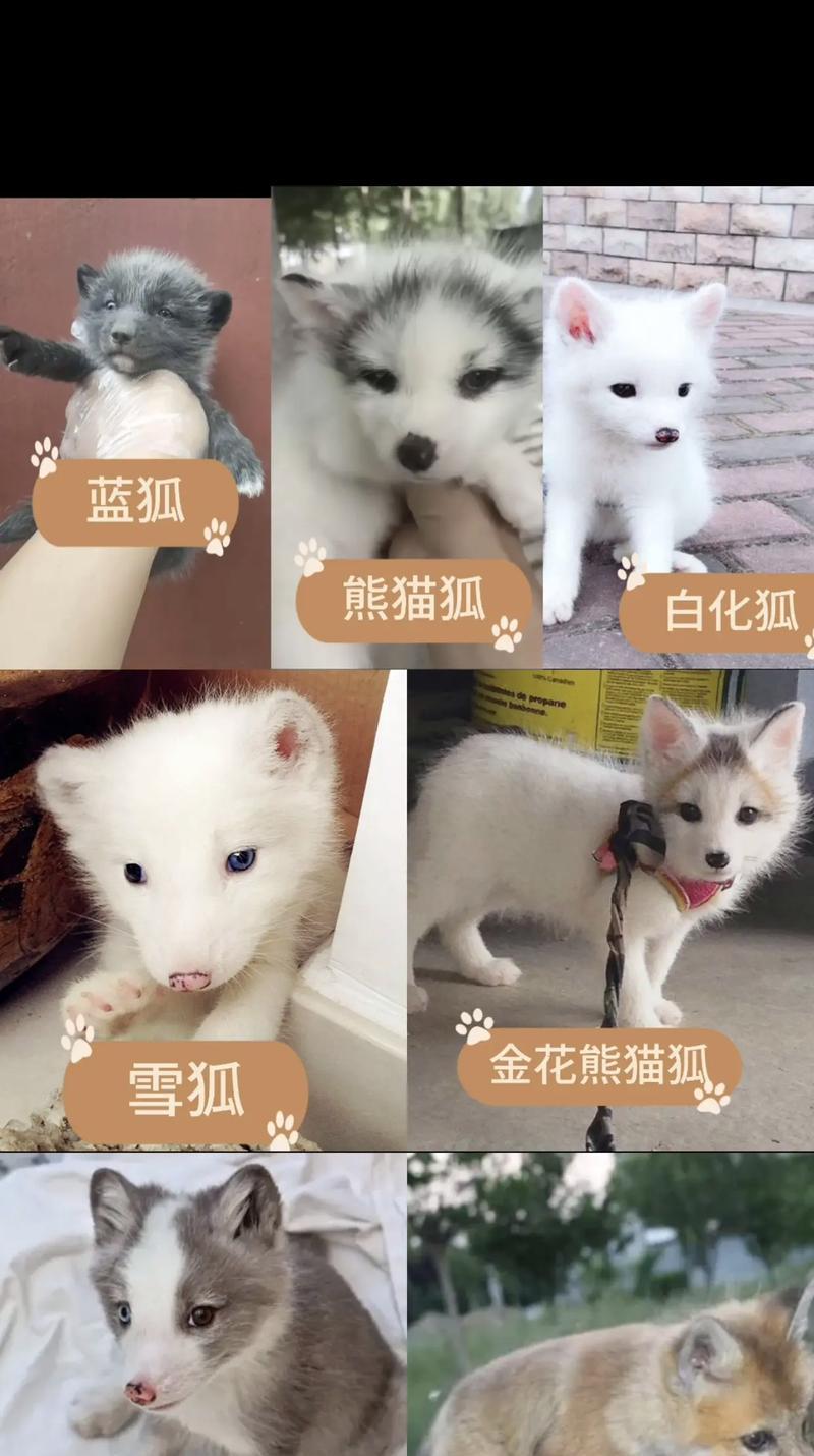 北极狐更换猫粮的原因是什么？如何选择适合北极狐的猫粮？
