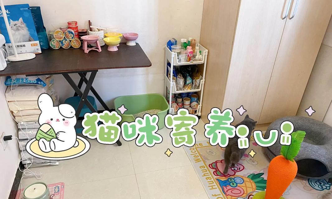 猫粮盒中的摄像头有何作用？如何正确使用？
