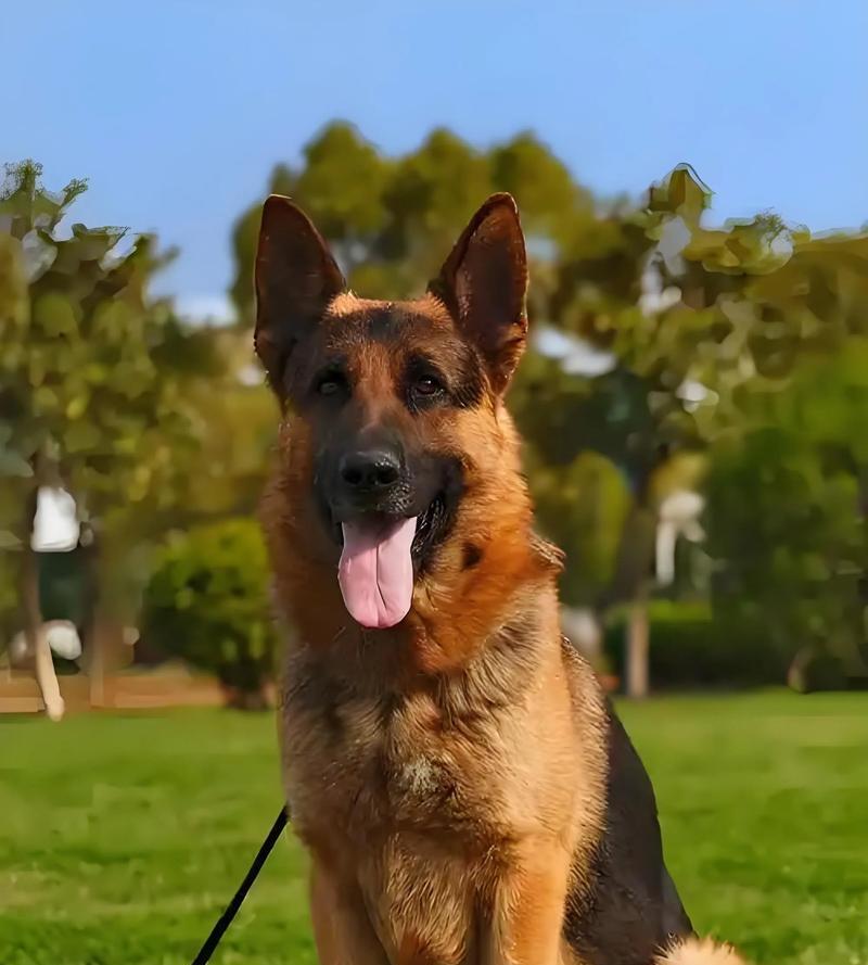 德牧犬一般需要多少年才能完全长大？成长过程中需要注意什么？
