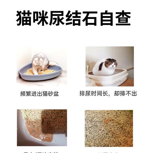 母猫结石适合吃哪种猫粮？