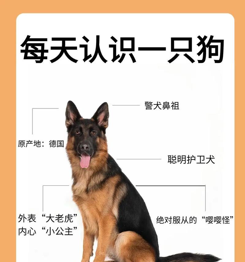 德牧的工作证办理费用是多少？需要多长时间？