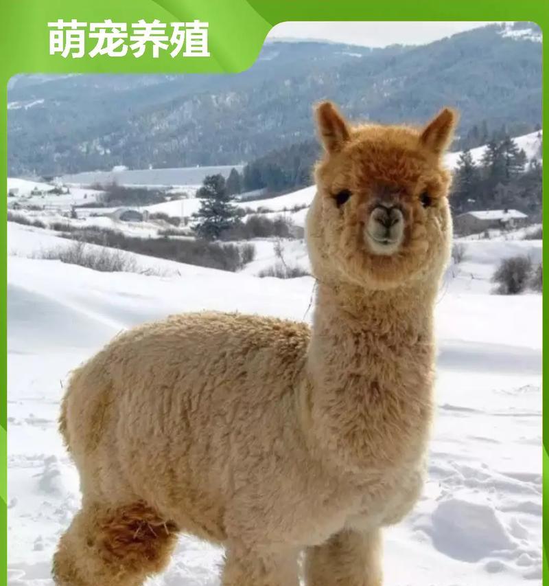 羊驼产地不同价格为何有差异？