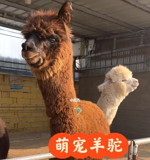 羊驼产地不同价格为何有差异？