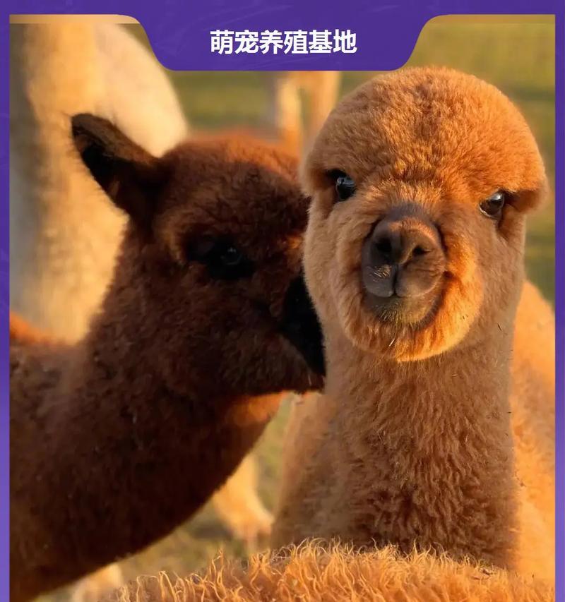 羊驼为何会磨牙转块？