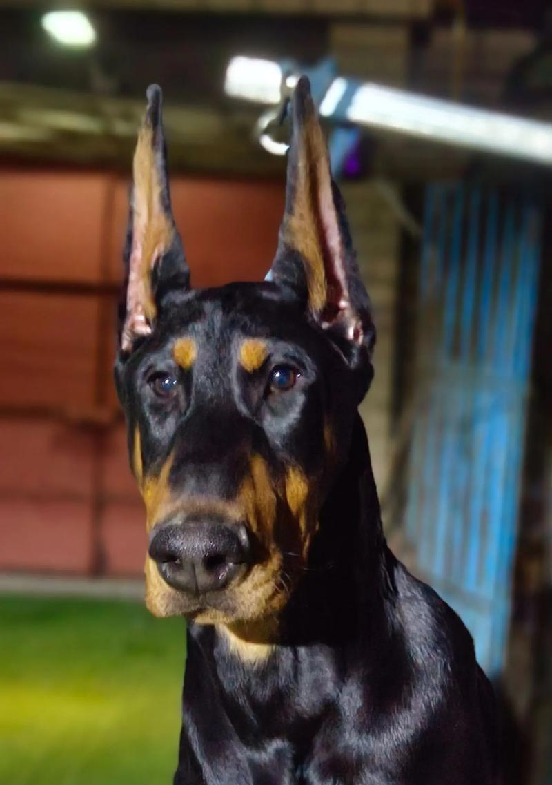 四到五个月的杜宾犬喂什么狗粮合适？有哪些推荐？