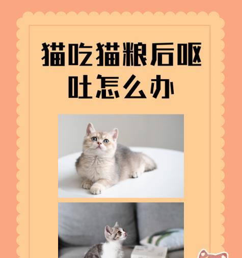 猫粮味道导致呕吐应如何处理？