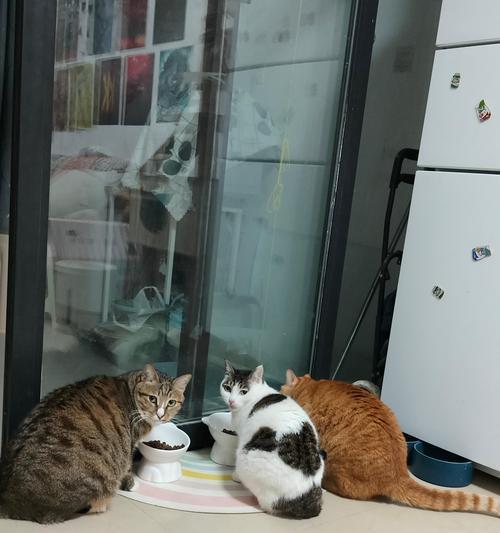 奶猫吃了猫粮卡住了怎么办？如何处理这种情况？