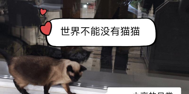 小陈赚猫粮的故事是什么？小陈是如何努力赚猫粮的？