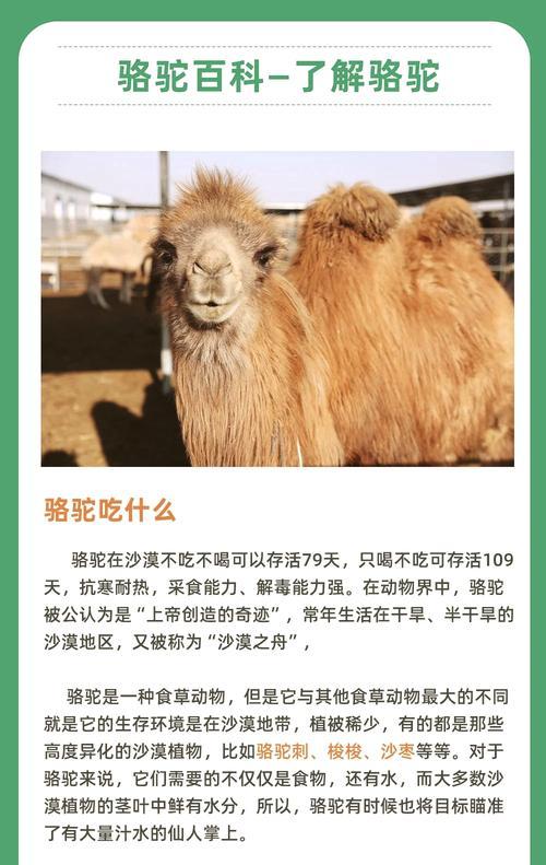 羊驼可以喂水吗为什么呢？如何科学喂养羊驼？