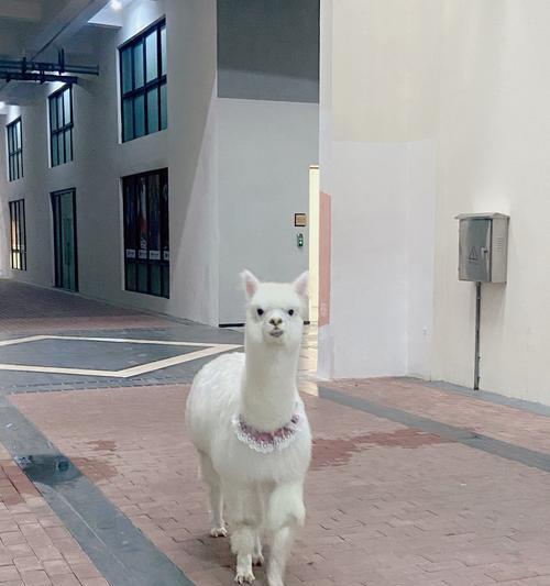 羊驼能作为坐骑驯养吗？