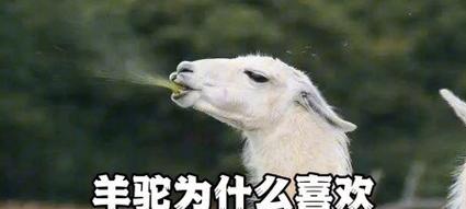 羊驼吐口水并摇尾巴是什么行为？这是否表示它们感到不适？