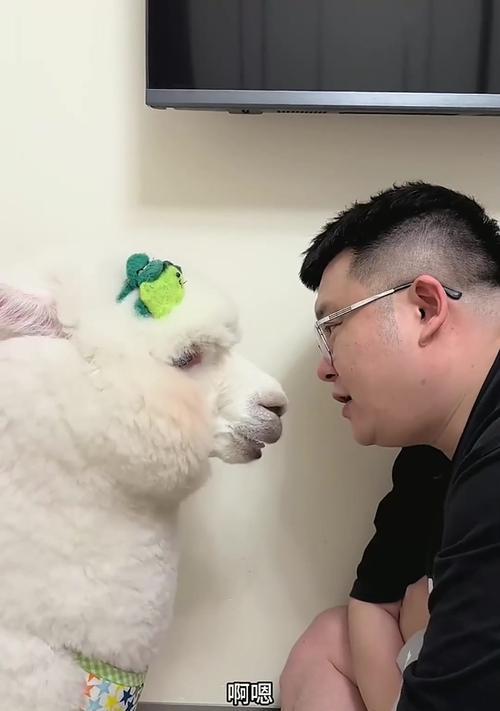 羊驼开衫掉毛是质量问题吗？如何处理羊驼开衫的掉毛问题？