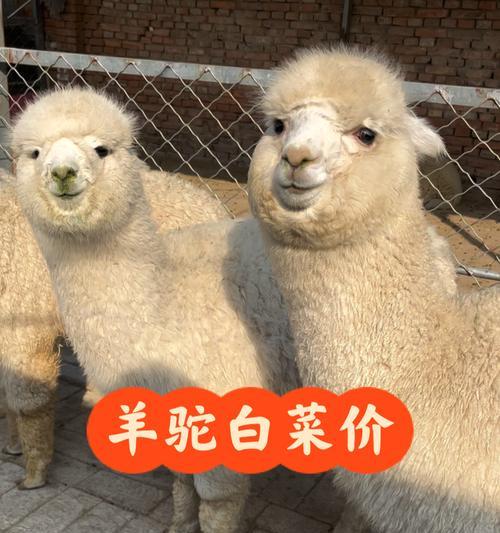 羊驼中奖福袋如何领取？领取过程中需要注意什么？