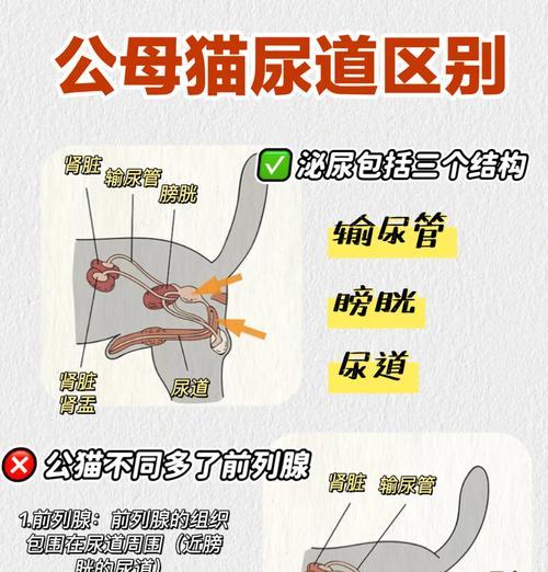 猫粮导致排尿困难怎么办？有哪些解决方法？
